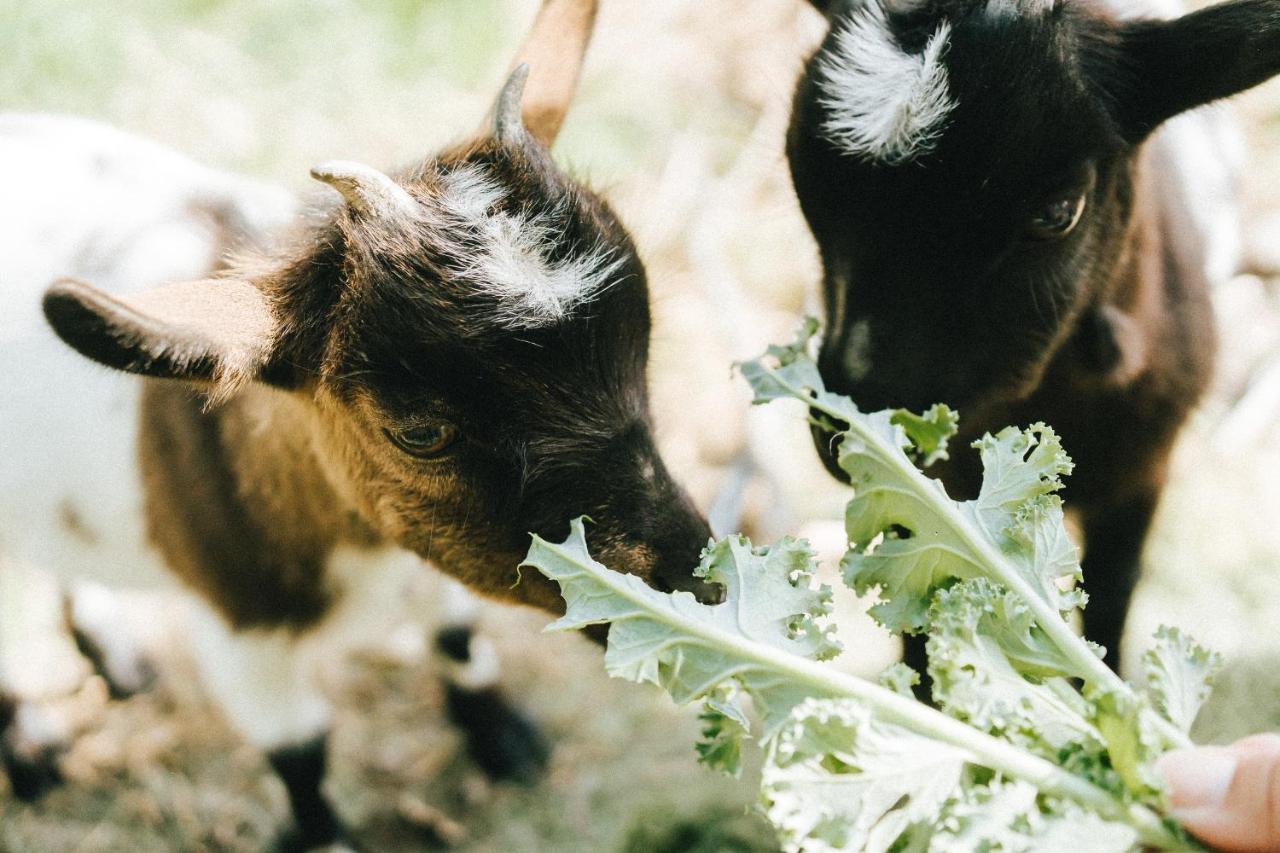 Humus Farm Βίλα Águas de Moura Εξωτερικό φωτογραφία